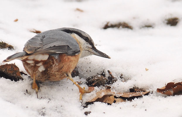 KLEIBER, NUTHATCH, SITTA EUROPAEA