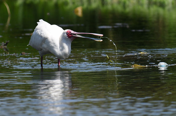 AFRIKANISCHER LÖFFLER, AFRICAN SPOONBILL, PLATALEA ALBA