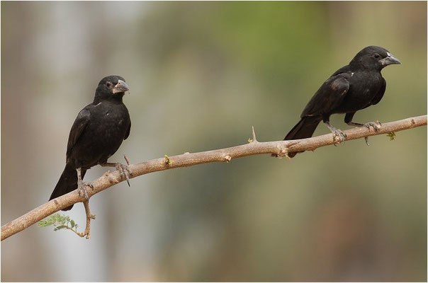 Alektoweber, White-billed Buffalo-weaver, Bubalornis albirostris 