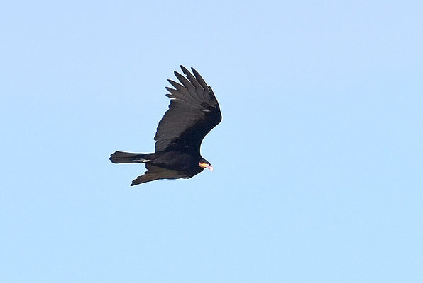 KLEINER GELBKOPFGEIER, LESSER YELLOW-HEADED VULTURE, CATHARTES BURROVIANUS
