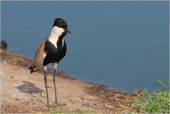 SPORNKIEBITZ, SPUR-WINGED PLOVER, VANELLUS SPINOSUS