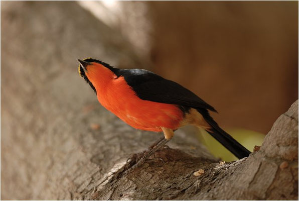 GOLDSCHEITELWÜRGER, YELLOW-CROWNED GONOLEK, LANIARIUS BARBATUS