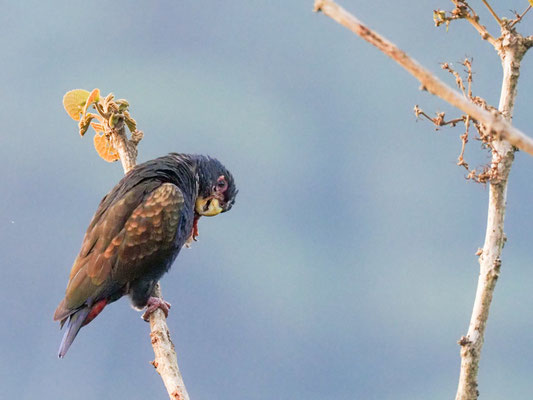 Glanzflügelpapagei, Bronze-winged Parrot - Pionus chalcopterus