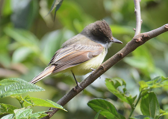 SCHWARZKAPPEN-SCHOPFTYRANN, DUSKY-CAPPED FLYCATCHER