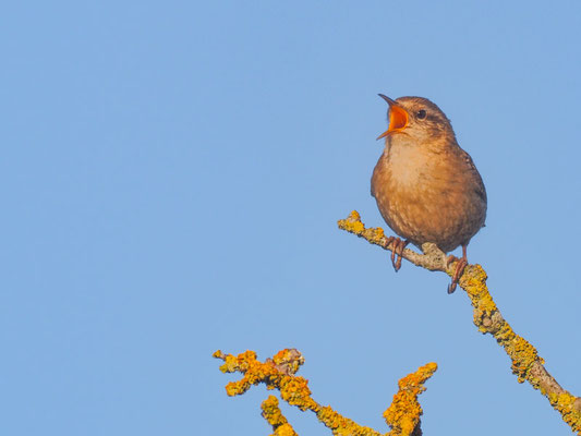 Wie zu Hause bei uns ist der Zaunkönig auch in Ameland überall weit verbreitet und häufig.