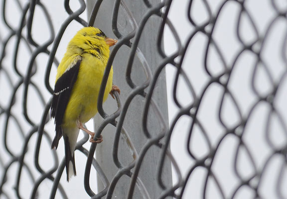 GOLDZEISIG, AMERICAN GOLDFINCH, CARDUELIS TRISTIS