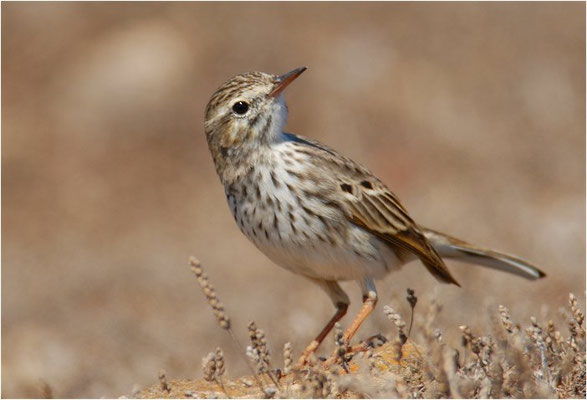 KANARENPIEPER, BERTHELOT´S PIPIT, ANTHUS BERTHELOTII