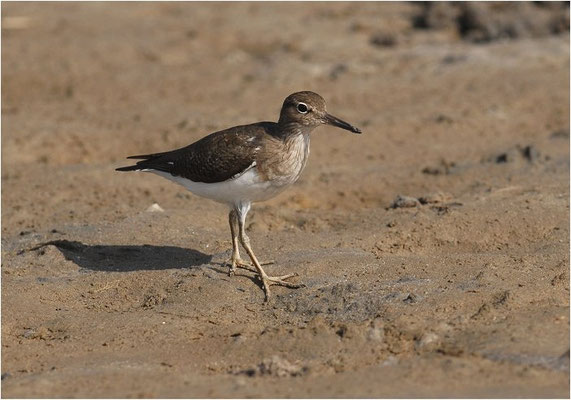 FLUSSUFERLÄUFER, COMMON SANDPIPER, ACTITIS HYPOLEUCOS