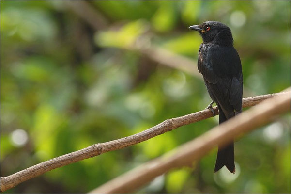 TRAUERDRONGO, FORK-TAILED DRONGO, DICRURUS ADSIMILIS