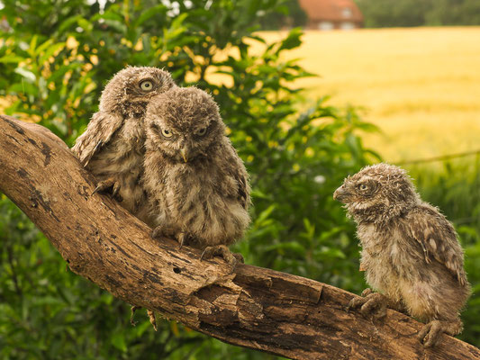 STEINKAUZ, LITTLE OWL , ATHENE NOCTUA