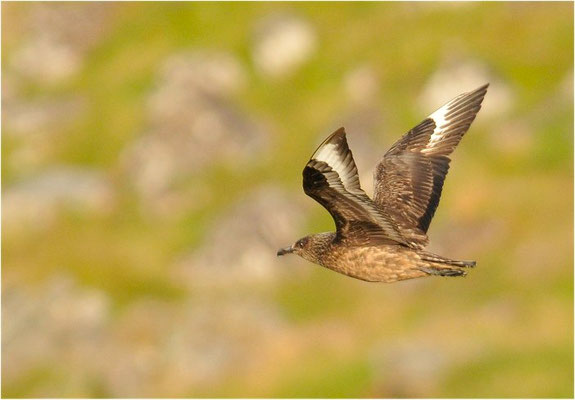 SKUA, GREAT SKUA, STERCORARIUS SKUA