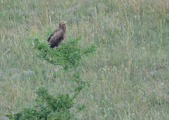 SCHREIADLER, LESSER SPOTTED EAGLE, AQUILA POMARINA