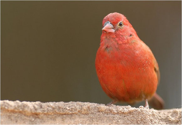 SENEGALAMARANT, RED-BILLED FIREFINCH, LAGONOSTICTA SENEGALA
