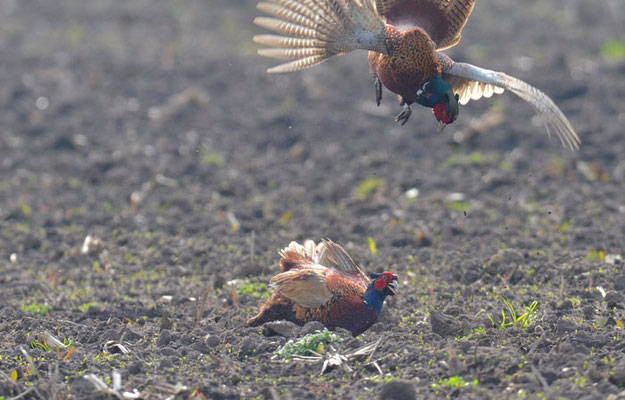 FASAN, COMMON PHEASANT, PHASIANUS COLCHICUS