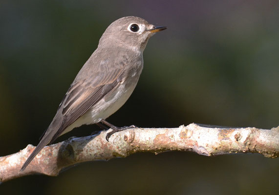 BRAUNER FLIEGENSCHNÄPPER, ASIAN BROWN FLYCATCHER, MUSCICAPA DAUURICA