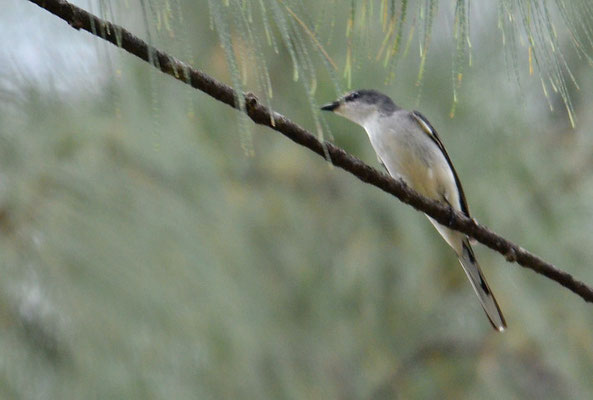 GRAUMENNIGVOGEL, ASHY MINIVET, PERICROCOTUS DIVARICATUS
