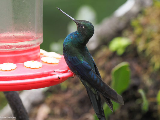 BLAUFLÜGEL-KOLIBRI, GREAT SAPPHIREWING - PTEROPHANES CYANOPTERUS