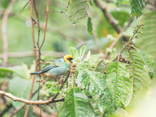 Gelbkopftangare, Saffron-crowned Tanager - tangara xanthocephala