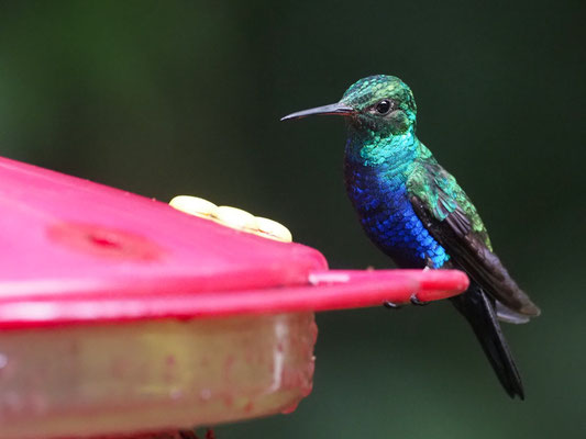 JULIAKOLIBRI, VIOLET-BELLIED HUMMINGBIRD - DAMOPHILA JULIE