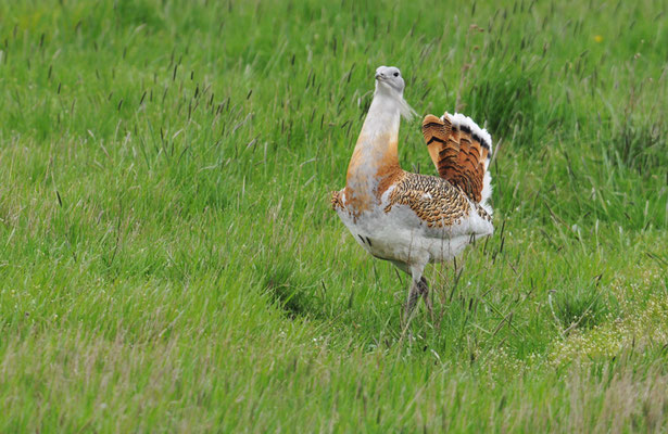 GROSSTRAPPE, GREAT BUSTARD, OTIS TARDA