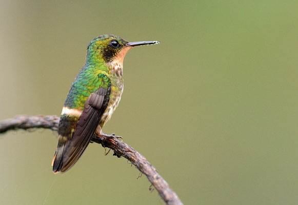 SCHWARZSCHOPFELFE, BLACK-CRESTED COQUETTE, LOPHORNIS HELENAE