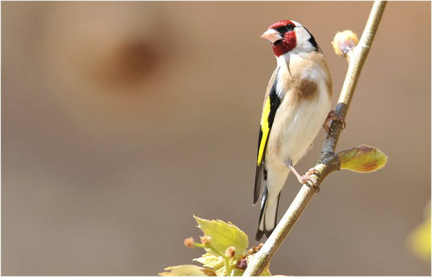 STIEGLITZ, GOLDFINCH, CARDUELIS CARDUELIS