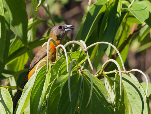 CHERRIETANGARE, CHERRIES´S TANAGER, RAMPHOCELUS COSTARICENSIS