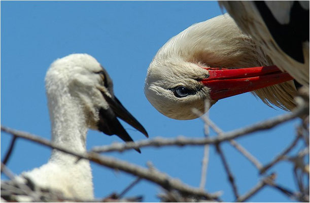 WEISSSTORCH, WHITE STORK, CICONIA CICONIA