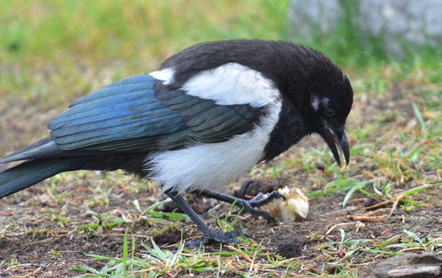 SCHWARZSCHNABELELSTER, BLACK-BILLED MAGPIE, PICA HUDSONIA