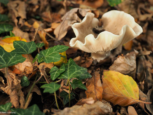 Graukappe- Clitocybe nebularis 