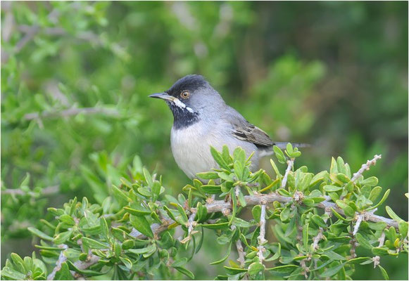 MASKENGRASMÜCKE, RÜPELL´S WARBLER, SYLVIA RUEPPELLI