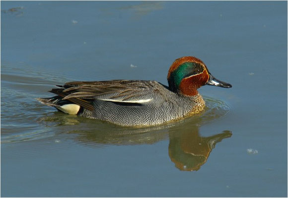 KRICKENTE, TEAL, ANAS CRECCA