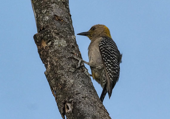 HOFFMANNSPECHT, HOFFMANN´S WOODPECKER, MELANERPES HOFFMANNII