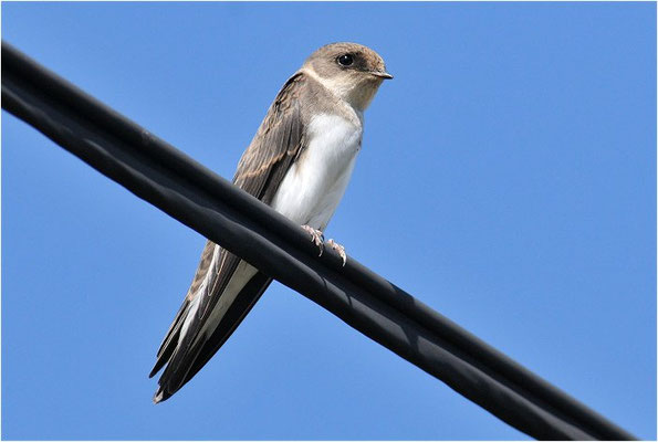 UFERSCHWALBE, SAND MARTIN, RIPARIA RIPARIA