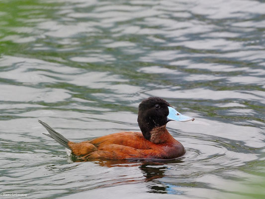 ANDENRUDERENTE, ANDEAN DUCK - OXYURA FERRUGINEA