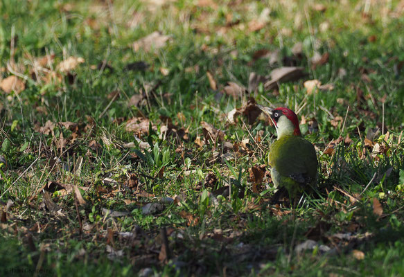 GRÜNSPECHT, GREEN WOODPECKER, PICUS VIRIDIS