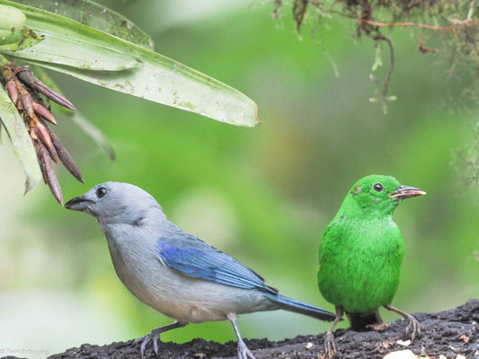 Rotohr-Bunttangare, Glistening-green tanager - Chlorochrysa phoenicotis