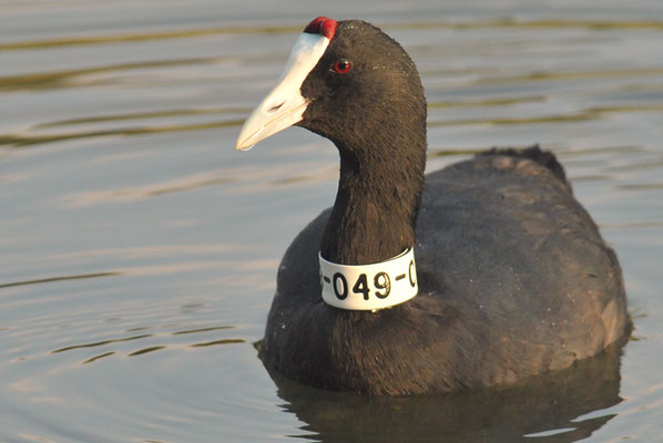 KAMMBLÄSSRALLE, RED-KNOBBED COOT, FULICA CRISTATA