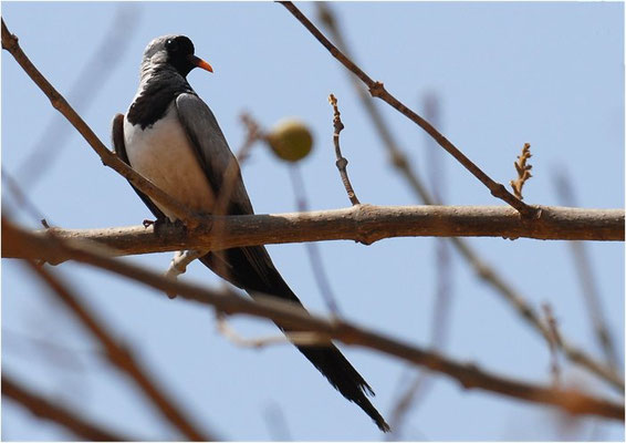 KAPTÄUBCHEN, NAMAQUA DOVE, OENA CAPENSIS