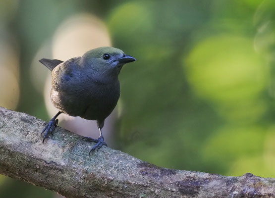 PALMENTANGARE, PALM TANAGER, THRAUPIS PALMARUM