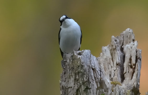 HALSBANDSCHNÄPPER, COLLARED FLYCATCHER, FICEDULA ALBICOLLIS
