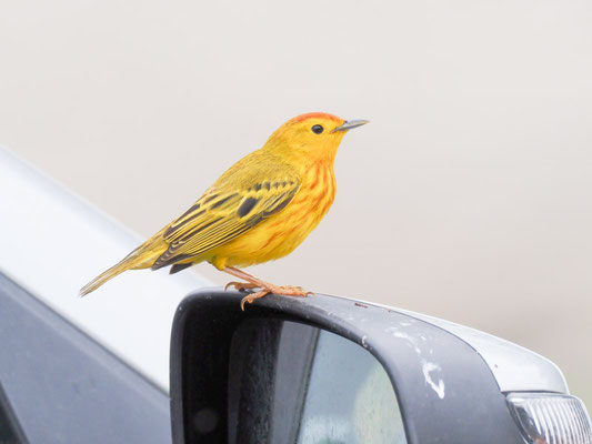 Goldwaldsänger, Yellow warbler - Setophaga petechia