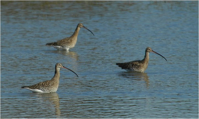 BRACHVOGEL, CURLEW, NUMENIUS ARQUATA