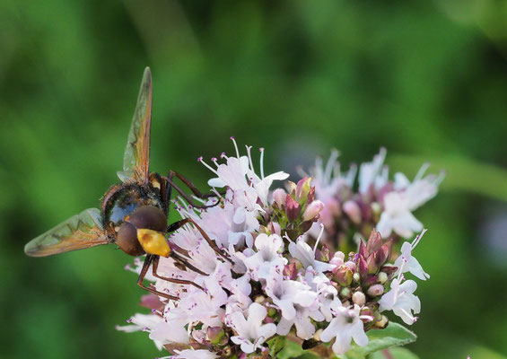 GEBÄNDERTE WALDSCHWEBFLIEGE, VOLUCELLA INANIS