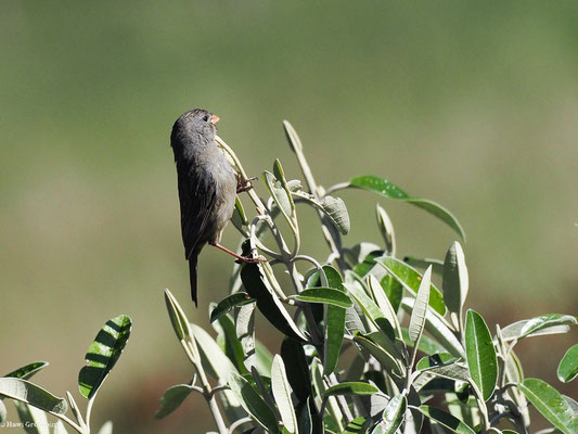 SCHLANKSCHNABELSAMENFRESSER, PARAMO SEEDEATER - CATAMENIA HOMOCHROA