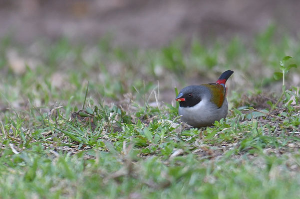 GRÜNASTRILD, SWEE WAXBILL, COCCOPYGIA MELANOTIS