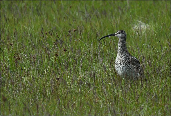 REGENBRACHVOGEL, WHIMBREL, NUMENIUS PHAEOPUS