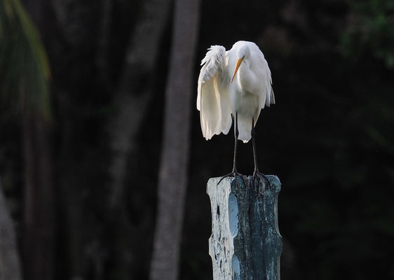 SILBERREIHER, GREAT EGRET, ARDEA ALBA
