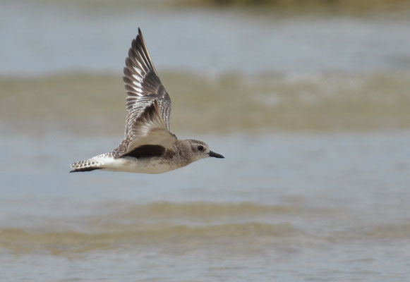 KIEBITZREGENPFEIFER, GREY PLOVER, PLUVIALIS SQUATAROLA