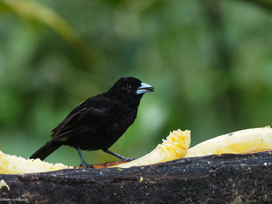 SCHWARZTANGARE, WHITE-LINED TANAGER - TACHYPHONUS RUFUS